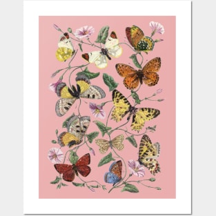 Vintage Butterflies Posters and Art